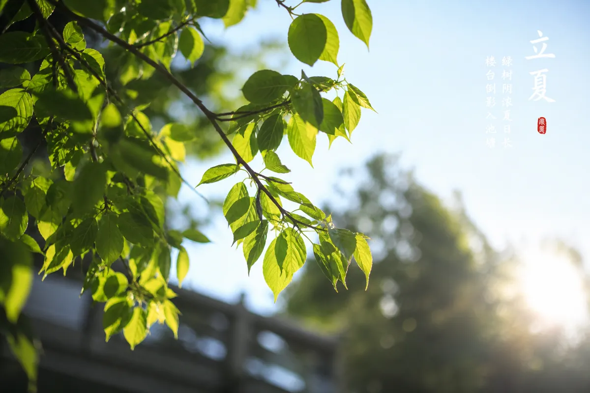 立夏 Beginn des Sommers – üppiges Sommergrün und Sonnenlicht, das den 7. Solartermin im chinesischen Kalender symbolisiert