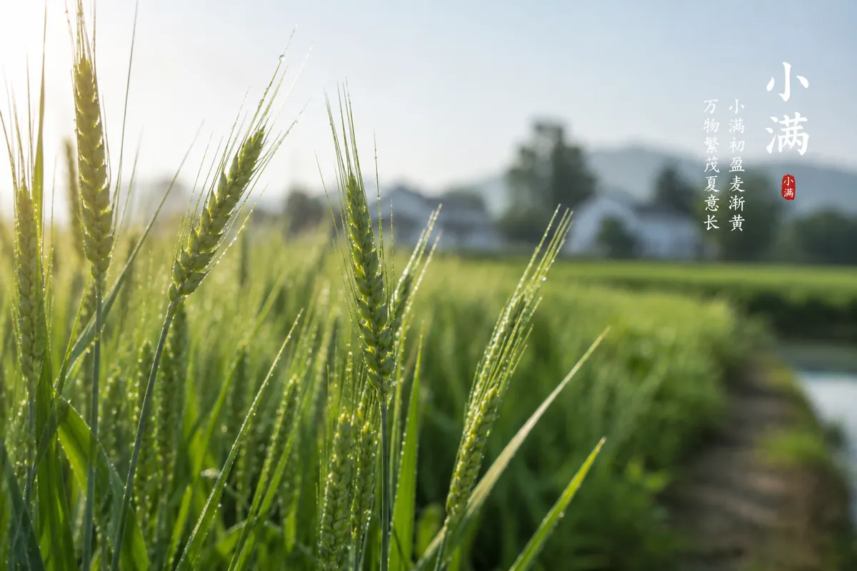 小满 Grain Buds – lush wheat fields in late spring, grains swelling but not yet ripe, representing the 8th solar term in the traditional Chinese calendar